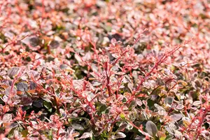 Berberis thunb. 'Harlequin' - 60-80 CM C20 - image 3