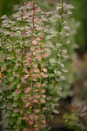 Berberis thunb. 'Helmond Pillar' - 15-20 CM P9