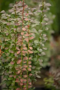Berberis thunb. 'Helmond Pillar' - 80-100 CM RB