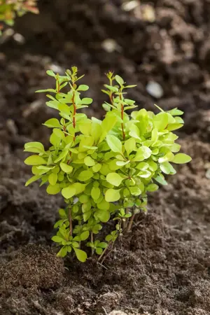 Berberis thunb. 'Kobold' - LINERS 18 CEL TRAY P9 SIZE - image 1