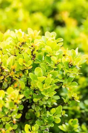 Berberis thunb. 'Kobold' - LINERS 18 CEL TRAY P9 SIZE - image 3