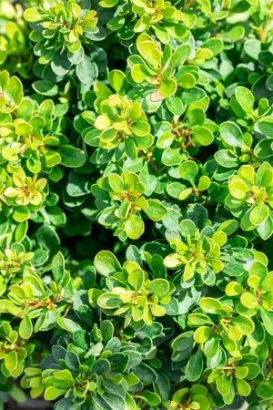 Berberis thunb. 'Kobold' - LINERS 18 CEL TRAY P9 SIZE - image 5