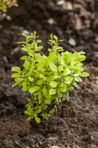 Berberis thunb. 'Kobold' - P9 - image 5