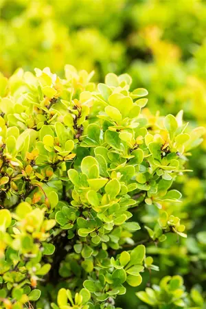 Berberis thunb. 'Kobold' - P9 - image 3
