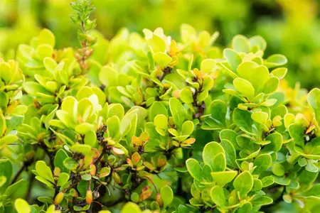 Berberis thunb. 'Kobold' - LINERS 18 CEL TRAY P9 SIZE - image 2