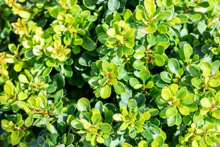Berberis thunb. 'Kobold' - LINERS 18 CEL TRAY P9 SIZE - image 4
