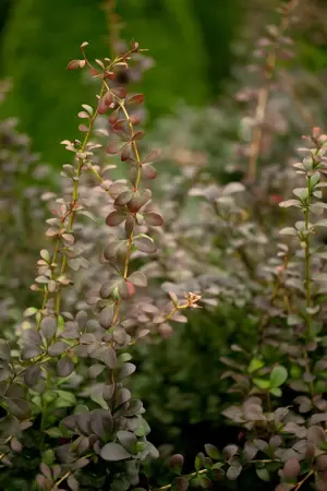Berberis thunb. 'Lara' - P9 - image 2