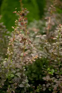 Berberis thunb. 'Lara' - P9 - image 2