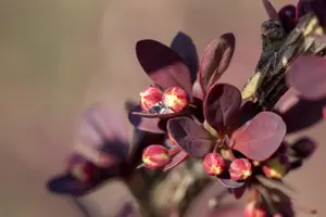 Berberis thunb. 'Lara' - P9 - image 3