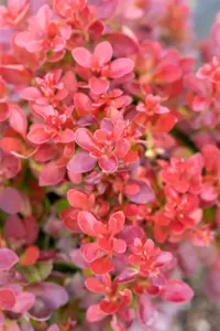 Berberis thunb. 'Lutin Rouge'?