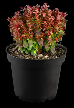 Berberis thunb. 'Lutin Rouge'? - 15-20 CM C2 - image 4