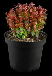 Berberis thunb. 'Lutin Rouge'? - 15-20 CM C2 - image 4