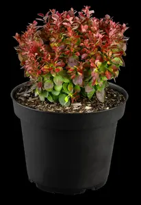 Berberis thunb. 'Lutin Rouge'? - 3 Ltr pot - image 4