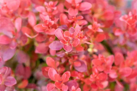 Berberis thunb. 'Lutin Rouge'? - 20-25 CM C3 - image 2