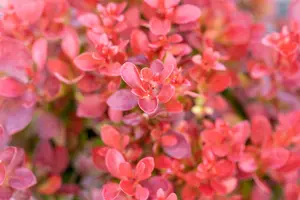 Berberis thunb. 'Lutin Rouge'? - 20-25 CM C3 - image 2