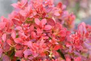 Berberis thunb. 'Lutin Rouge'? - 15-20 CM C2 - image 3