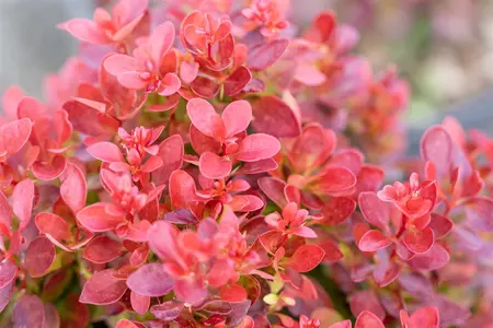 Berberis thunb. 'Lutin Rouge'? - 3 Ltr pot - image 3