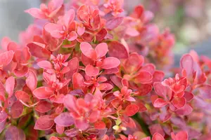 Berberis thunb. 'Lutin Rouge'? - 3 Ltr pot - image 3