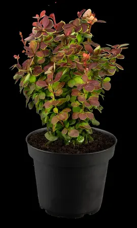 Berberis thunb. 'Lutin Rouge'? - 3 Ltr pot - image 5