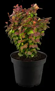 Berberis thunb. 'Lutin Rouge'? - 3 Ltr pot - image 5