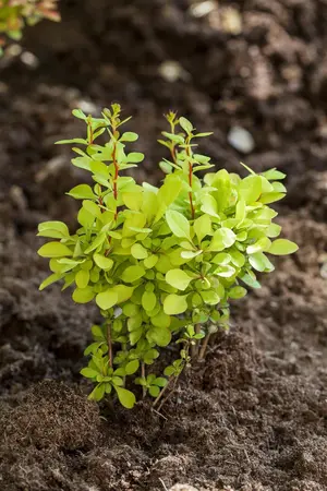 Berberis thunb. 'Maria' - P9 - image 1