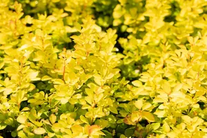Berberis thunb. 'Maria' - P9 - image 2