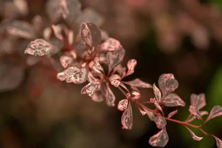 Berberis thunb. 'Natasza'? - 30-40 CM C3