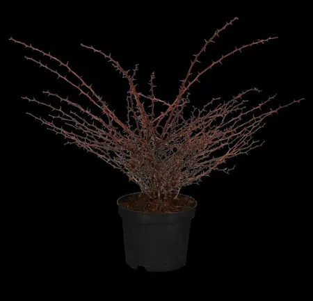 Berberis thunb. 'Orange Dream' - 30-40 CM C3.5