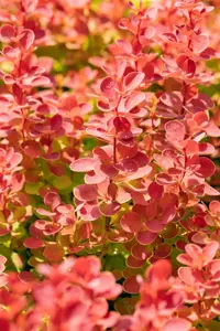Berberis thunb. 'Orange Ice' - 40-50 CM C20