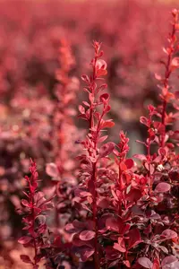 Berberis thunb. 'Orange Rocket'?