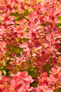 Berberis thunb. 'Orange Sunrise'?