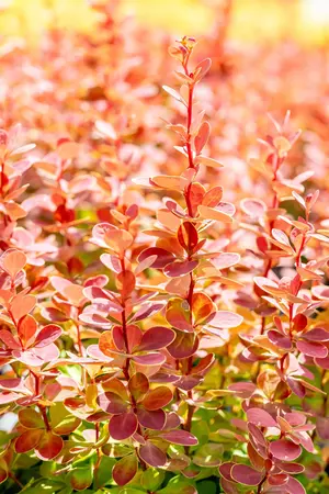 Berberis thunb. 'Orange Sunrise'? - 20-25 CM P9 - image 2