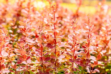 Berberis thunb. 'Orange Sunrise'? - 20-25 CM P9 - image 3