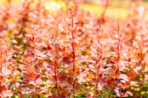Berberis thunb. 'Orange Sunrise'? - 20-25 CM P9 - image 3