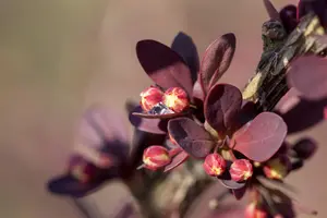 Berberis thunb. 'Pink Bird' - 20-25 CM P9 - image 3