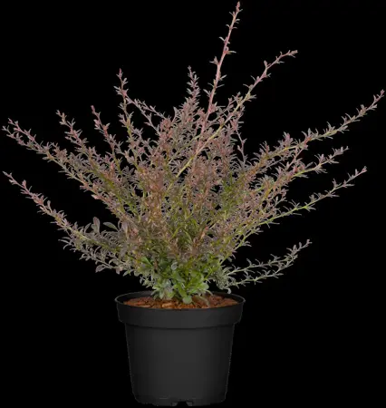 Berberis thunb. 'Red Dream' - 30-40 CM C3.5 - image 1