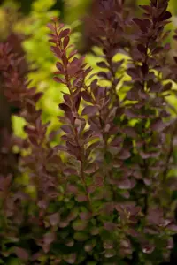 Berberis thunb. 'Red Rocket'