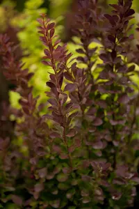 Berberis thunb. 'Red Rocket' - 3 Ltr pot - image 2