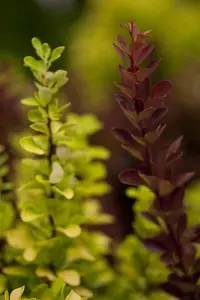 Berberis thunb. 'Red Rocket' - 40-50 CM C3 - image 2