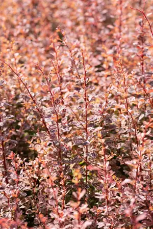 Berberis thunb. 'Rose Glow' - LINERS 18 CEL TRAY P9 SIZE - image 4