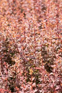 Berberis thunb. 'Rose Glow' - LINERS 18 CEL TRAY P9 SIZE - image 4
