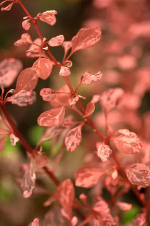 Berberis thunb. 'Rose Glow' - 30-40 CM C10 - image 2