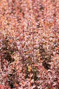 Berberis thunb. 'Rose Glow' - 30-40 CM C10 - image 4