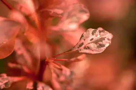 Berberis thunb. 'Rose Glow' - 2.5 Ltr pot - image 3