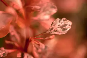 Berberis thunb. 'Rose Glow' - 2.5 Ltr pot - image 3