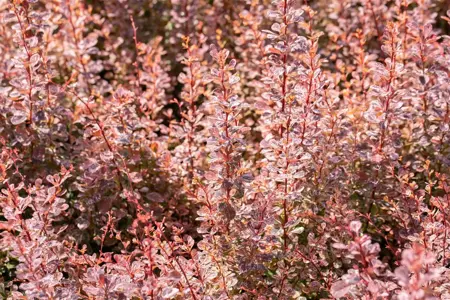 Berberis thunb. 'Rose Glow' - 2.5 Ltr pot - image 5