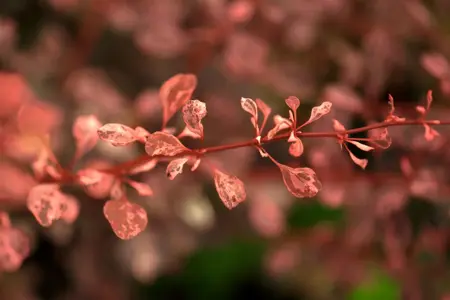 Berberis thunb. 'Rose Glow' - LINERS 18 CEL TRAY P9 SIZE - image 1