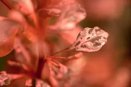Berberis thunb. 'Rose Glow' - 30-40 CM C10 - image 3