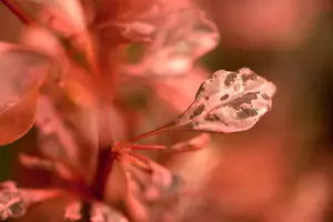 Berberis thunb. 'Rose Glow' - 30-40 CM C10 - image 3