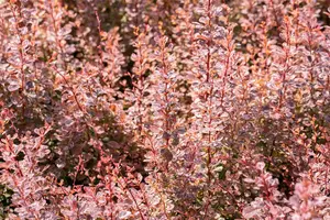 Berberis thunb. 'Rose Glow' - 30-40 CM C10 - image 5